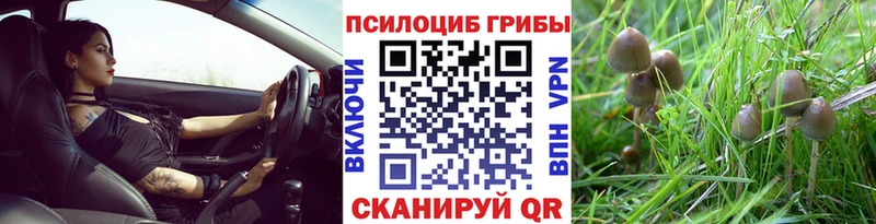 дарк нет состав  Реж  KRAKEN   Псилоцибиновые грибы прущие грибы  закладка 